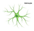 Vector Medical illustration of green Astrocyte isolated on white background. Cell of Neuroglia.